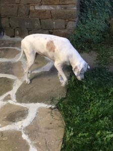 Таблетките за грижа за ставите за кучета- 60 броя photo review