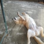 Таблетките за грижа за ставите за кучета- 60 броя photo review