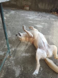 Click to view full screen Таблетките за грижа за ставите за кучета- 60 броя photo review